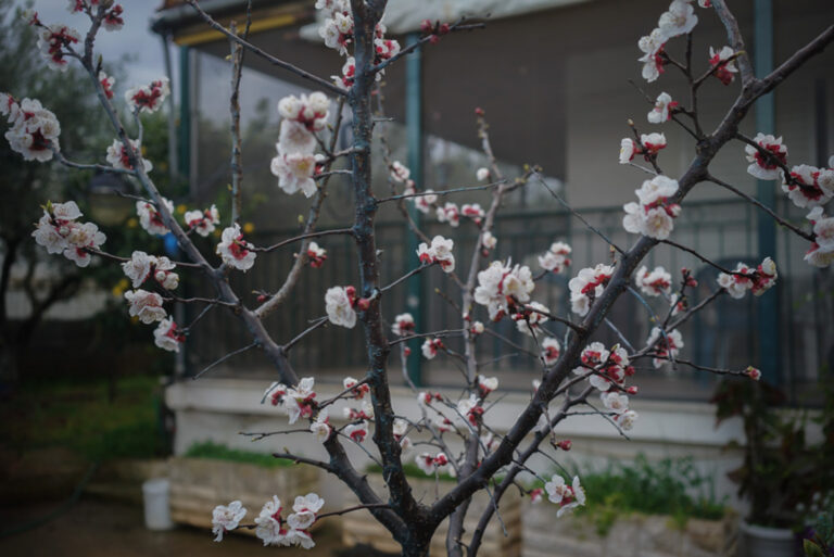 Angeliki Tzafi | πορτραίτο 25