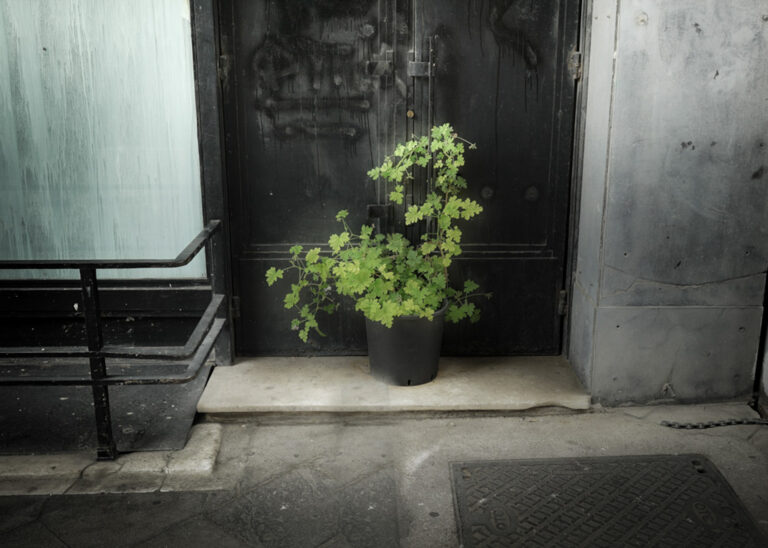 Angeliki Tzafi | πορτραίτο 36